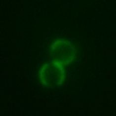 Two 2 µm Silica beads with fluorescent polar regions.