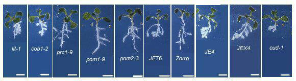 Phenotype of 10 days old cell expansion mutants of Arabidopsis thaliana