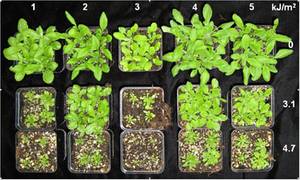 Phenotypic variations of five different Arabidopsis accessions exposed for 10 days to a daily dose of 3.1 or 4.7 kJ/m2 UV-B (Hilscher and Hauser, unpublished)
