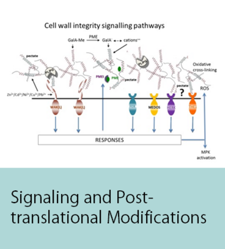 Signaling and Post-translational Modifications
