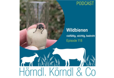 Podcast-Cover mit Wildbienen-Foto