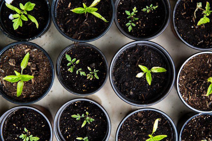 Some seedlings