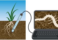 illustration of a soil probe inserted below a plant and connected to a laptop