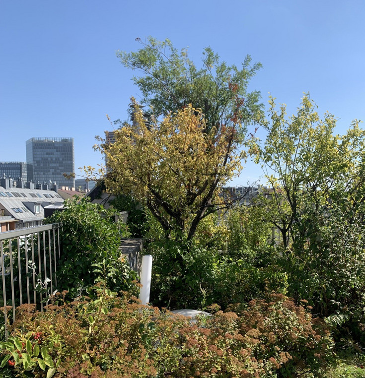 Green terrace with herbs and small trees or shrubs. Behind it are roofs, high-rise buildings and the blue sky.