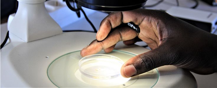 hand holding a petri dish under a microscope