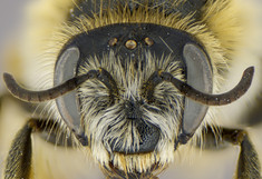 Ansicht einer Wildbiene (Megachile parietina) von vorne