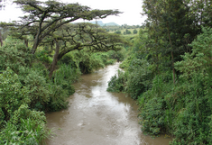 muddy river with lush green vegetation on the banks (Africa)