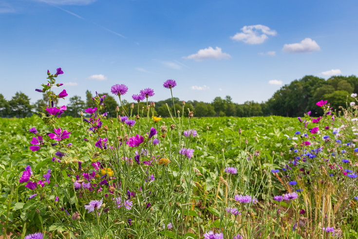 Blumenwiese