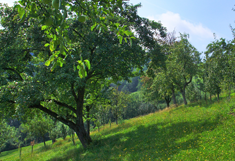Eine Streuobstwiese
