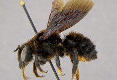 Ansicht einer Präparierten Wildbiene (Megachile parietina) von der seite