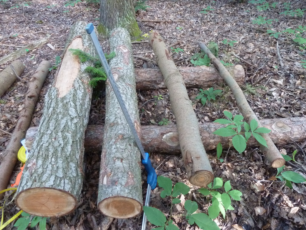 Beispiel eines Totholzexperiments am BOKU-Versuchsgarten Knödelhütte, im Bild erhöhtes Totholz von Douglasie (Pseudotsuga menziesii).