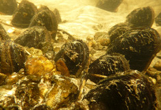 Flussperlmuschel - blattfisch/Daill