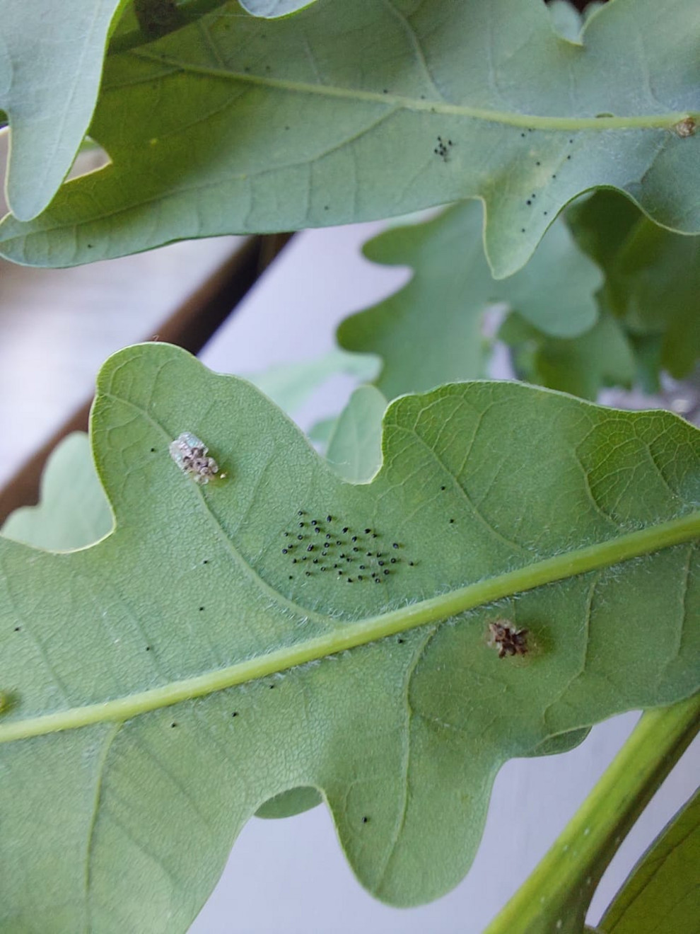 Eggs and adult oak lace bugs on leaf underside