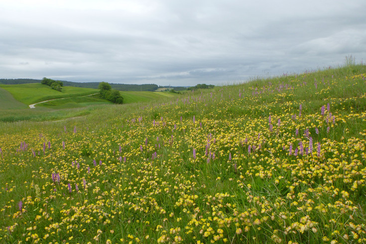 Blick auf eine gelb blühende Wiese