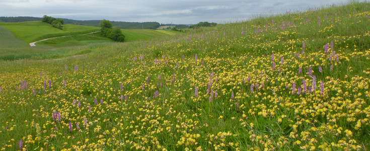 Blick auf eine gelb blühende Wiese