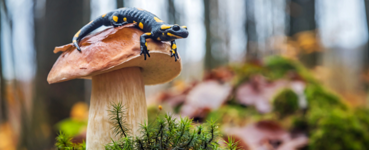 Salamander auf Pilz im Wald