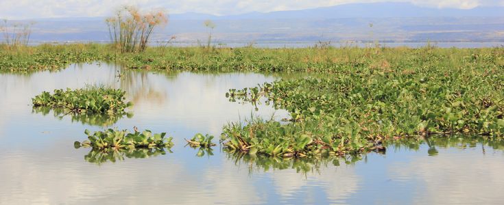 waterplants on a lake