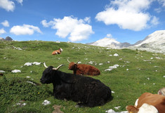 Grasende schottische Highlandrinder