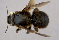 Ansicht einer Wildbiene (Megachile Parietina) von oben
