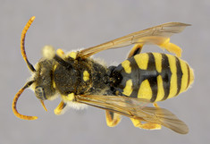 Ansicht einer präparierten Wildbiene (Nomada nobilis) von oben