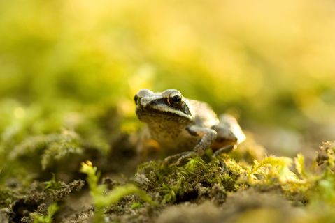 Froschportrait by Philipp Toscani