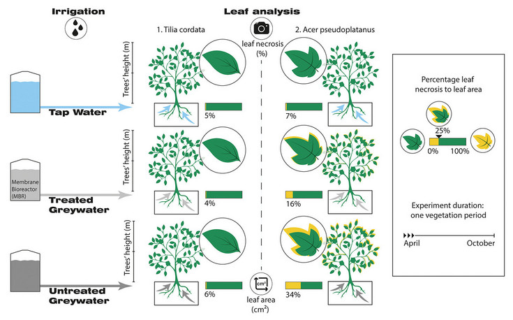 Graphic: Percentage leaf necrosis to leaf area