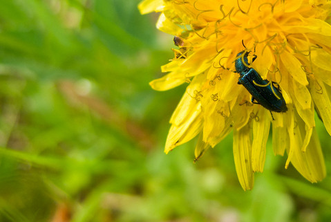 Symbolfoto Insect in flower