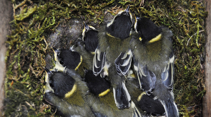 Arbeitsgruppe "Vogelökologie"