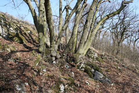 © privat Foto: a small group of trees on a hill