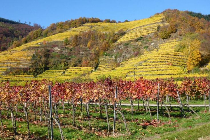 Weingarten im Herbst mit braun-gelb verfärbten Blättern