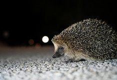 Ein Igel auf der Straße.