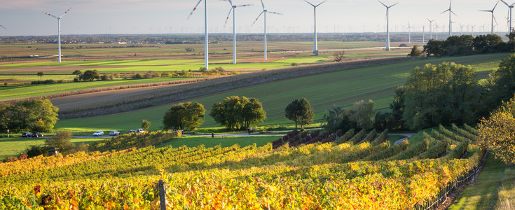 Vineyard with wind turbines in the background.