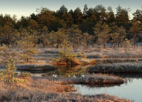 Photo of peatland with trees in the background