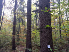 Wald