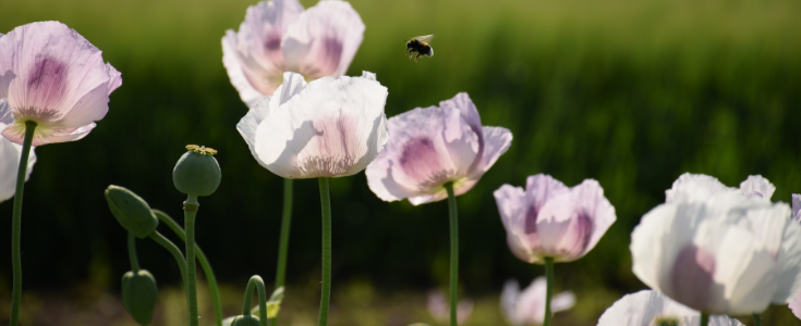 Biene bei Wildblumen