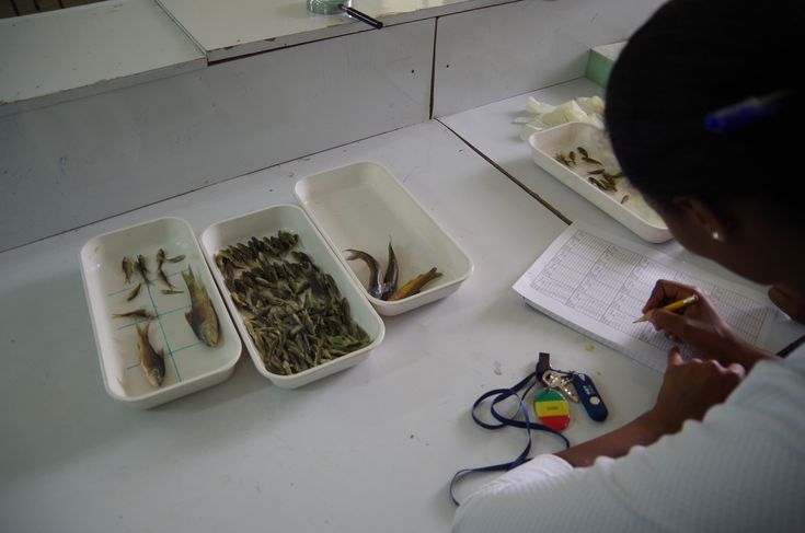African student with three containers of small fish in a lab, taking notes