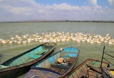 three rusty boats on a shore, behind them on the lake a large group of pelicans (Ethiopia)