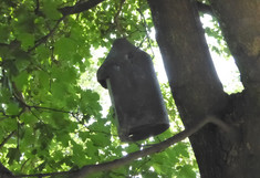 Nistkaste für Fledermäuse auf einem Baum