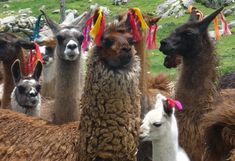 Decorated lamas in Peru