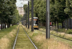 A green strip of meadow with rails, a tram is just running on it.