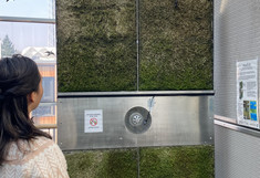 Eine weibliche Person betrachtet die ca. 1 x 1,5m große Moosversuchswand