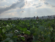 Horticulture in dried-up Lake Haramaya