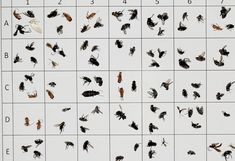 Getrocknete Insekten aus einer Malaisefalle wurden auf einem Raster ausgebreitet