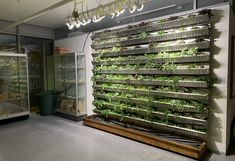 Fertig bepflanzte Innenraumgrünwand (grüne Pflanzen in einem Metallsystem)