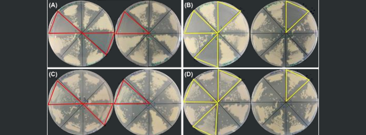 The study of the nature of the microbial world