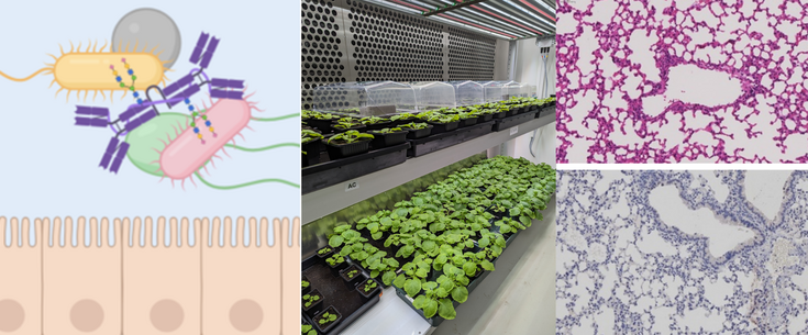 Alternative text for pictures: (1) Scheme of glycan-mediated interaction of antibodies and microbes at epithelial surfaces. (2) Nicotiana benthamiana growth chamber. (3) H&E‑stained lung sections from SARS‑CoV‑2–infected mice after intranasal SIgA treatment, imaged at 64× magnification to assess inflammation.