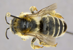 Ansicht einer präparierten Wildbiene (Megachile parietina) von oben 