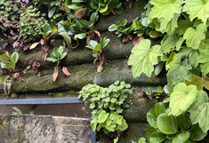 Old stone wall, overgrown.