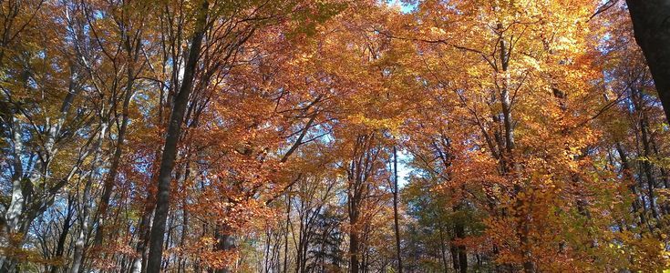 Herbstlich verfärbter Wald