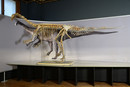 © NHM Wien, Alice Schumacher